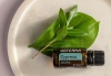 Эфирное масло dōTERRA Кипарис, Cypress, 15 мл