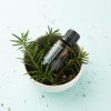 Эфирное масло dōTERRA Сибирская пихта, Siberian Fir, 15 мл