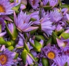dōTERRA Touch Голубой лотос, Blue Lotus, роллер 10 мл