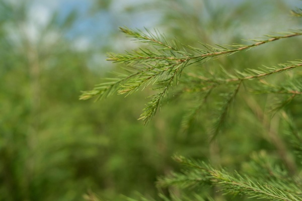 Эфирное масло doTERRA Чайное дерево, Tea Tree, 15 мл