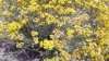 dōTERRA Touch Бессмертник, Helichrysum, роллер 10 мл