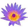 dōTERRA Touch Голубой лотос, Blue Lotus, роллер 10 мл