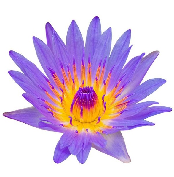 doTERRA Touch Голубой лотос, Blue Lotus, роллер 10 мл