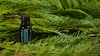 Эфирное масло dōTERRA Кипарис, Cypress, 15 мл